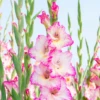 'Priscilla' Gladiolus 1 'Priscilla' Gladiolus -Garden Plants Store Priscilla Gladiolus