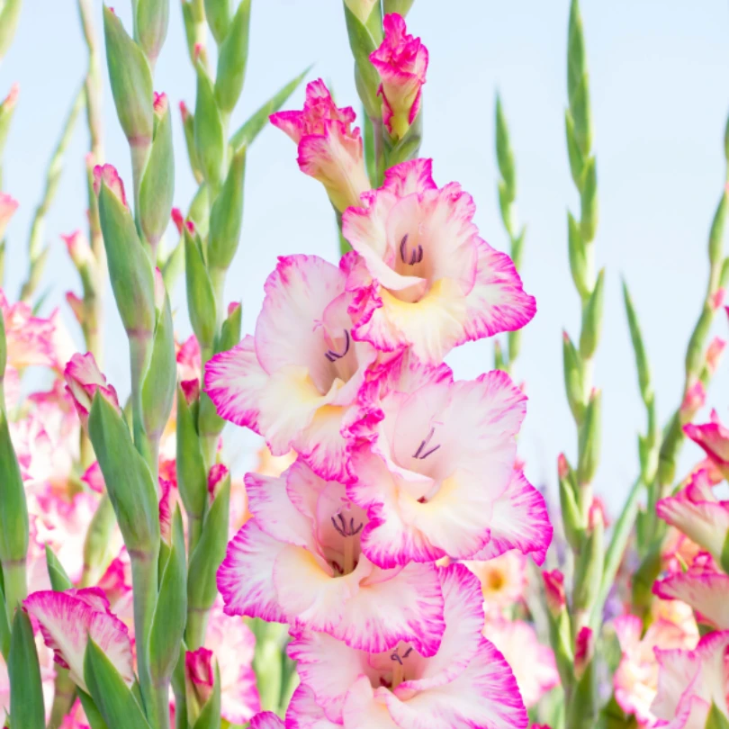 'Priscilla' Gladiolus 3 'Priscilla' Gladiolus