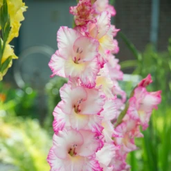 'Priscilla' Gladiolus 8 'Priscilla' Gladiolus -Garden Plants Store Priscilla Gladiolus 1