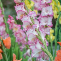 'Priscilla' Gladiolus 9 'Priscilla' Gladiolus -Garden Plants Store Priscilla Gladiolus 2