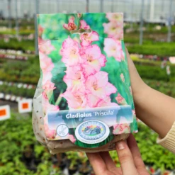 'Priscilla' Gladiolus 10 'Priscilla' Gladiolus -Garden Plants Store Priscilla Gladiolus d391af9d 3bac 4dba 8e86 6d16d89bffa0