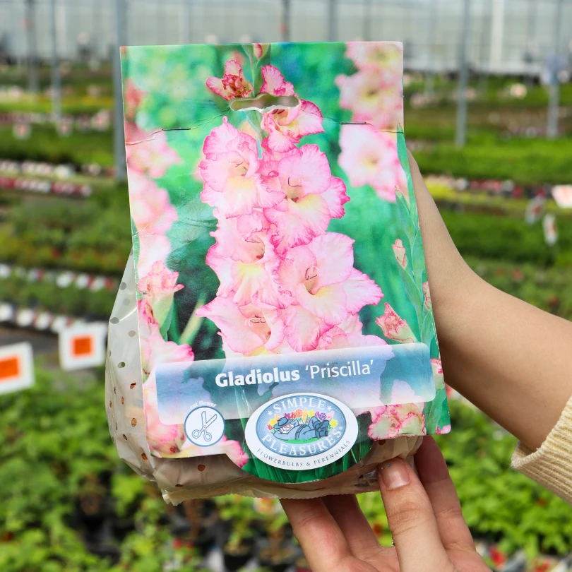 'Priscilla' Gladiolus 6 'Priscilla' Gladiolus - Image 4