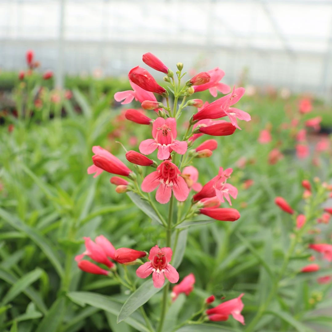 'Pristine Scarlet' Beardtongue 3 'Pristine Scarlet' Beardtongue