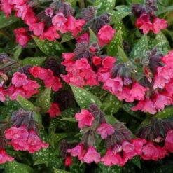 'Shrimp On The Barbie' Lungwort 7 'Shrimp On The Barbie' Lungwort -Garden Plants Store Pulmonaria Shrimps on the Barbie 2 sq