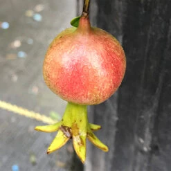 Peppy Le Pom™ Pomegranate 8 Peppy Le Pom™ Pomegranate -Garden Plants Store Punica Peppy Le Pom 3 L