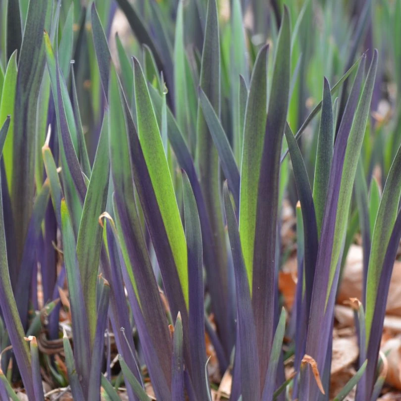 'Purple Flame' Blue Flag Iris 4 'Purple Flame' Blue Flag Iris - Image 2
