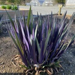 'Purple Flame' Blue Flag Iris 7 'Purple Flame' Blue Flag Iris -Garden Plants Store PurpleFlame BlueFlagIris Irisversicolor 3