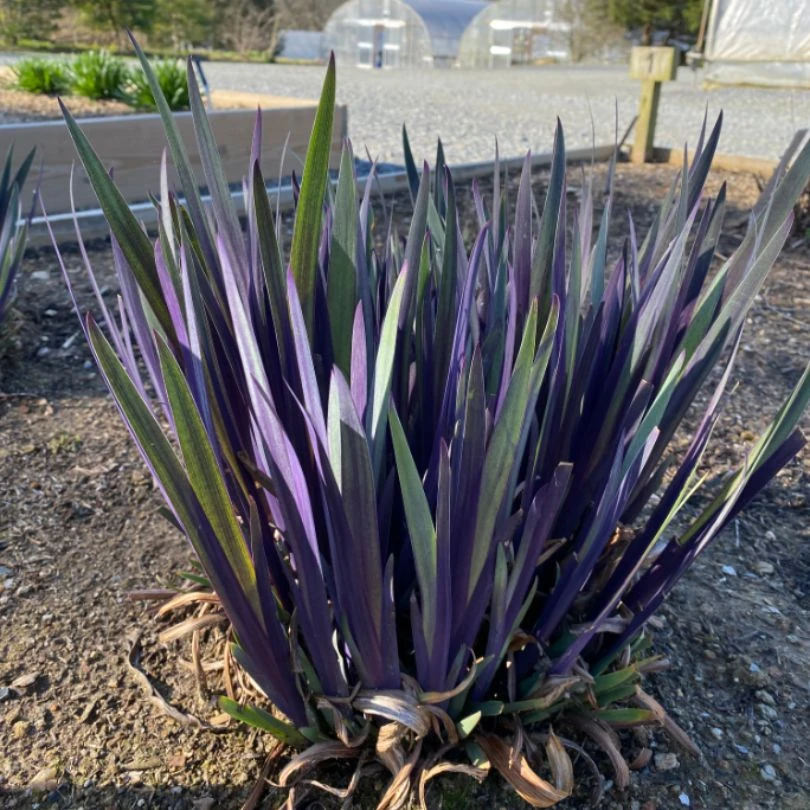 'Purple Flame' Blue Flag Iris 5 'Purple Flame' Blue Flag Iris - Image 3