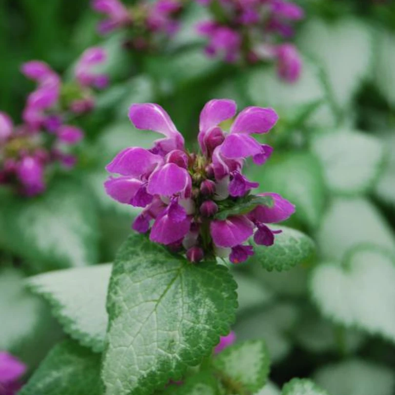 Purple Dragon Dead Nettle (Lamium) 3 Purple Dragon Dead Nettle (Lamium)
