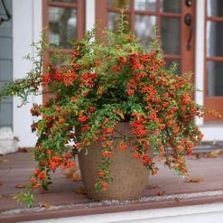Berry Box™ Pyracomeles 8 Berry Box™ Pyracomeles -Garden Plants Store PyracomelesBerryBoxP1117266 1080x1080 8244075