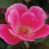 Pink Knock Out® Rose 2 Pink Knock Out® Rose -Garden Plants Store ROSPK2Q 1