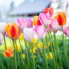 Rainbow Mix Tulips