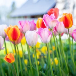 Rainbow Mix Tulips