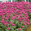'Raspberry Wine' Bee Balm (Monarda) -Garden Plants Store Raspberry Wine Monarda 2