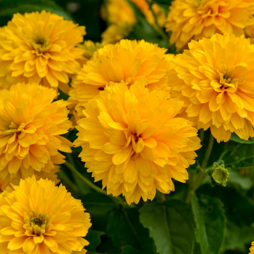 'Rays For Days' False Sunflower (Heliopsis) 3 'Rays For Days' False Sunflower (Heliopsis)
