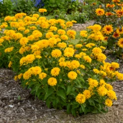 'Rays For Days' False Sunflower (Heliopsis) 5 'Rays For Days' False Sunflower (Heliopsis) -Garden Plants Store RaysforDays FalseSunflower Heliopsis 1