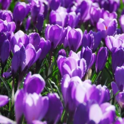 'Remembrance' Large Flowering Crocus 8 'Remembrance' Large Flowering Crocus -Garden Plants Store RemembranceCrocus