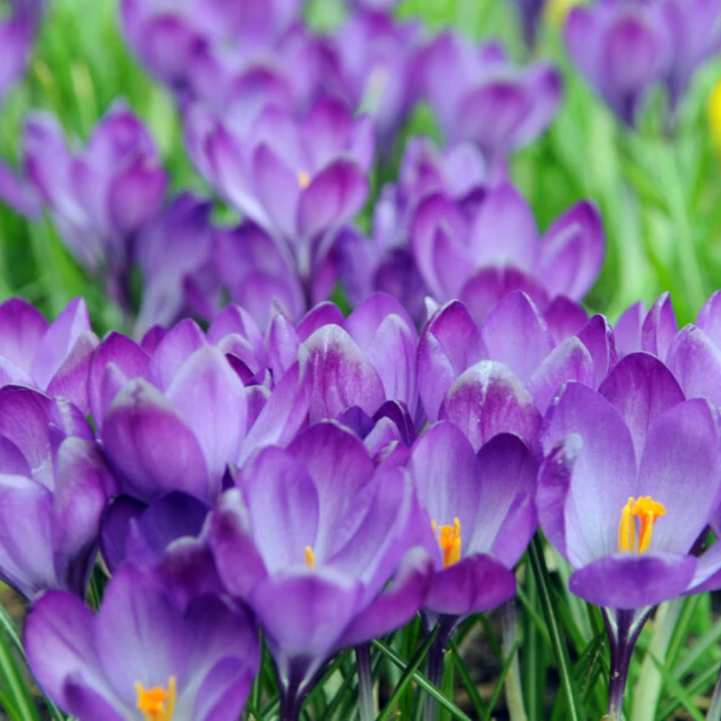 'Remembrance' Large Flowering Crocus 3 'Remembrance' Large Flowering Crocus