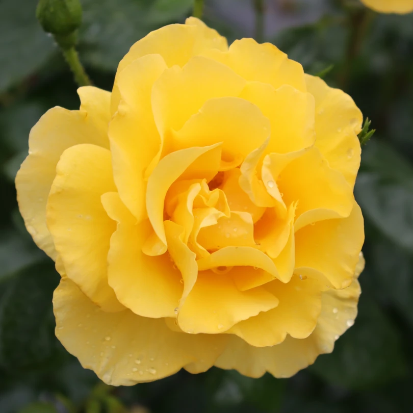 Reminiscent® Yellow Rose 7 Reminiscent® Yellow Rose - Image 5