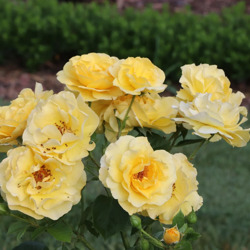 Reminiscent® Yellow Rose 4 Reminiscent® Yellow Rose - Image 2