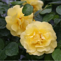 Reminiscent® Yellow Rose 12 Reminiscent® Yellow Rose -Garden Plants Store Reminiscent YellowGardenRose 4