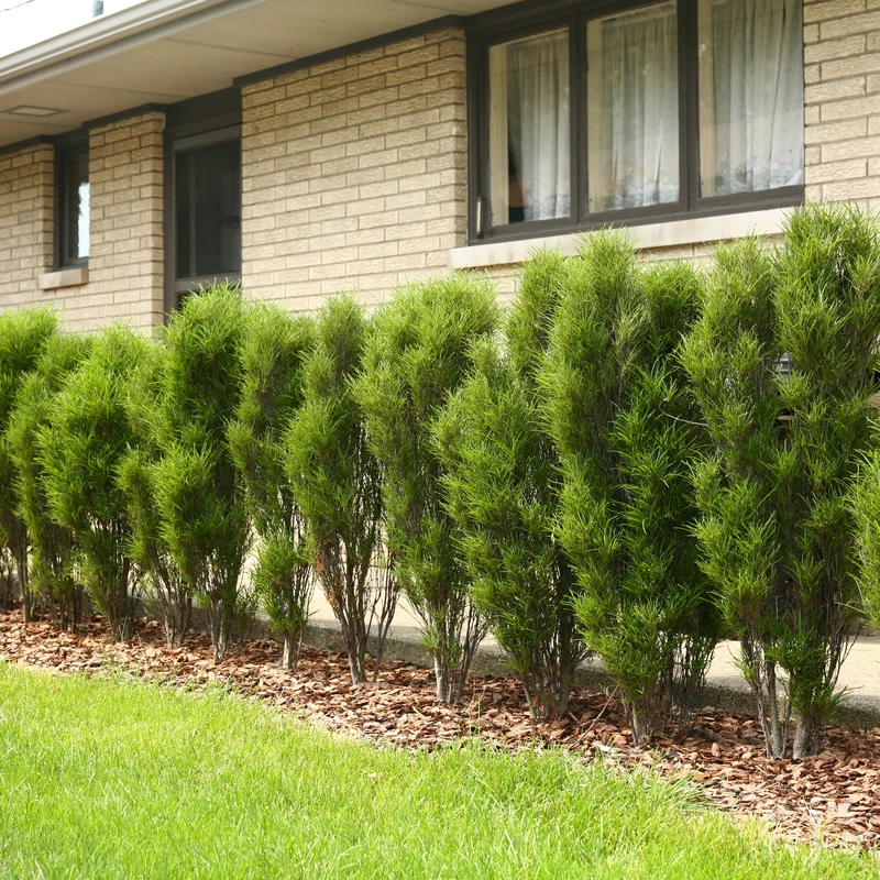 Fine Line® Rhamnus 5 Fine Line® Rhamnus - Image 3