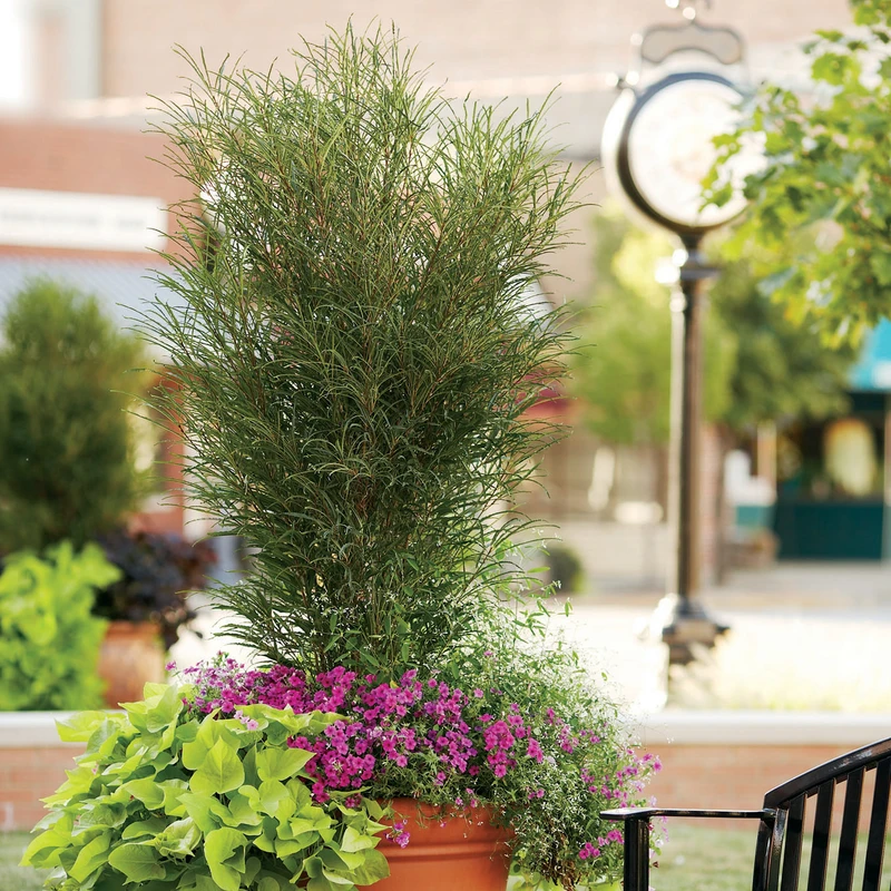 Fine Line® Rhamnus 4 Fine Line® Rhamnus - Image 2