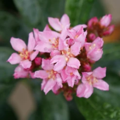 La Vida Grande™ Indian Hawthorn -Garden Plants Store RhaphiolepisLaVidaGrandeP1075031 800x800 b1236b4