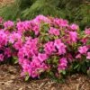 Bloom-A-Thon® Lavender Reblooming Azalea 1 Bloom-A-Thon® Lavender Reblooming Azalea -Garden Plants Store Rhododendron Bloom A Thon Lavender 1 P b7b31ee5 bb79 406d b7ff 447056c2271e sw