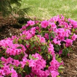 Bloom-A-Thon® Lavender Reblooming Azalea 8 Bloom-A-Thon® Lavender Reblooming Azalea -Garden Plants Store Rhododendron Bloom A Thon Lavender 3 P a52a377d 7313 4336 a6b0 9a786f52e931 sw