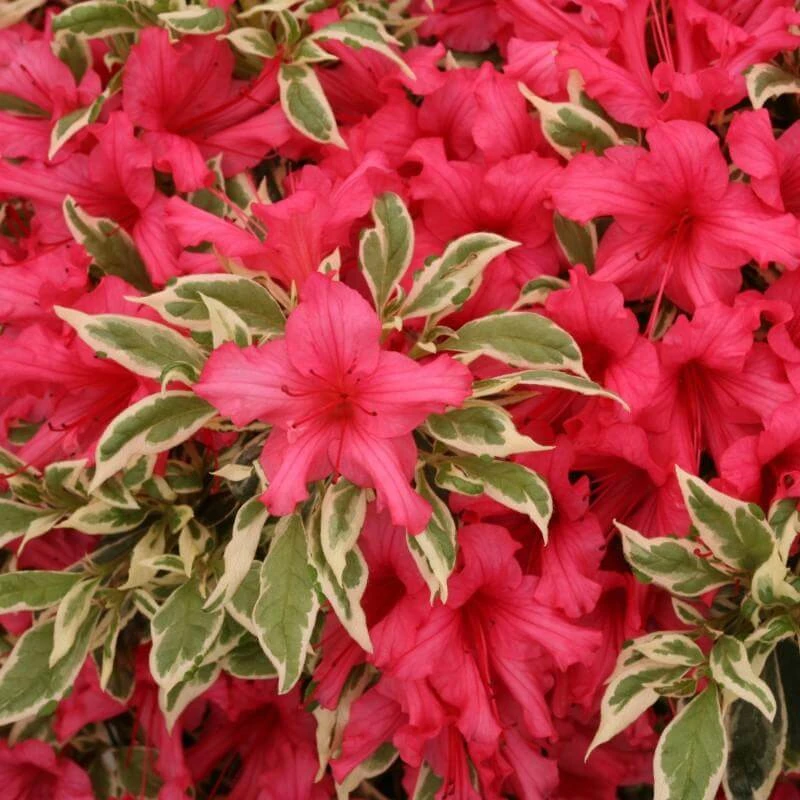 Bollywood® Azalea 3 Bollywood® Azalea