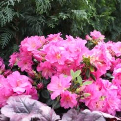 Perfecto Mundo® Double Purple Reblooming Azalea -Garden Plants Store Rhododendron Perfecto Mundo Double Purple sq