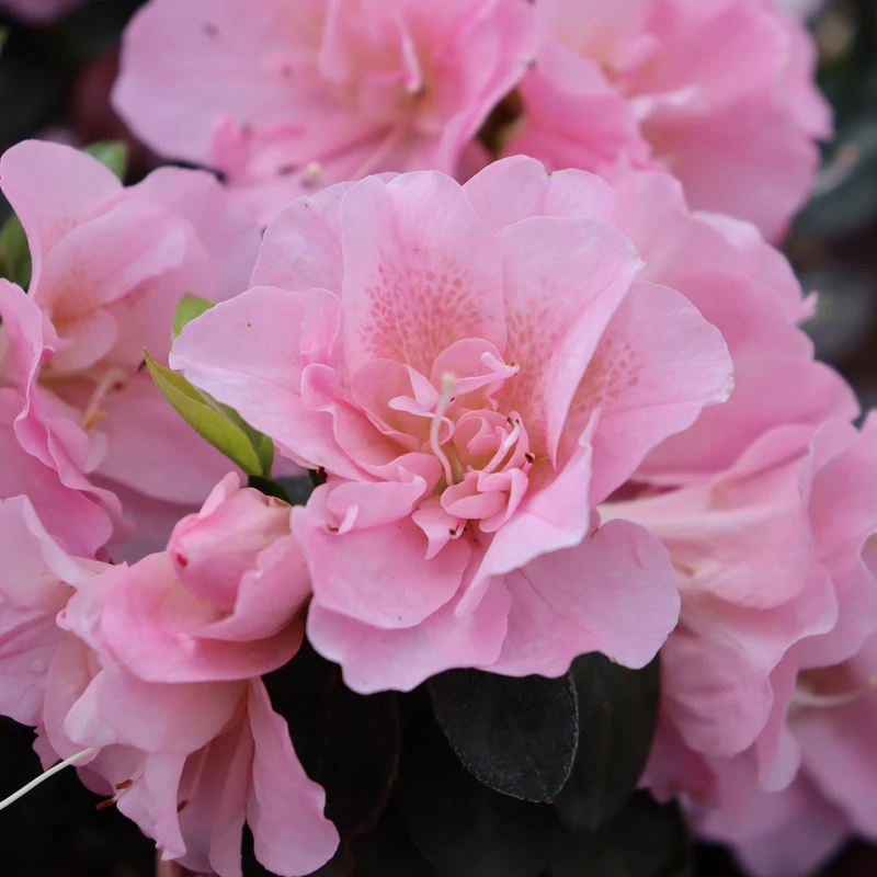 Perfecto Mundo® Double Pink Reblooming Azalea 4 Perfecto Mundo® Double Pink Reblooming Azalea - Image 2