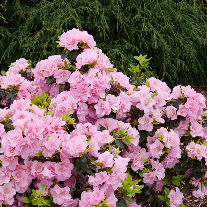 Perfecto Mundo® Double Pink Reblooming Azalea 5 Perfecto Mundo® Double Pink Reblooming Azalea - Image 3