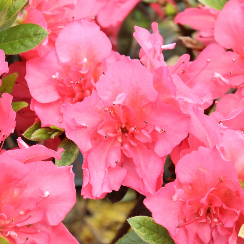 Perfecto Mundo® Epic Coral™ Reblooming Azalea 3 Perfecto Mundo® Epic Coral™ Reblooming Azalea