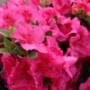 Perfecto Mundo Epic Pinkā¢Reblooming Azalea 2 Perfecto Mundo Epic Pinkā¢Reblooming Azalea -Garden Plants Store RhododendronPerfectoMundoEpicPinkIMG 0723 800x800 ea57dd0