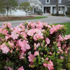 Perfecto Mundo Pink Carpet™Reblooming Azalea -Garden Plants Store RhododendronPerfectoMundoPinkCarpetIMG 0631 800x800 0ea7d29