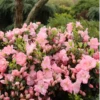 Perfecto Mundo Pink Carpet™Reblooming Azalea -Garden Plants Store RhododendronPerfectoMundoPinkCarpetIMG 0639 800x800 0872e01