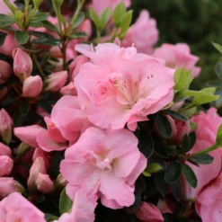 Perfecto Mundo Pink Carpet™Reblooming Azalea -Garden Plants Store RhododendronPerfectoMundoPinkCarpetIMG 0641 800x800 6a0c32b