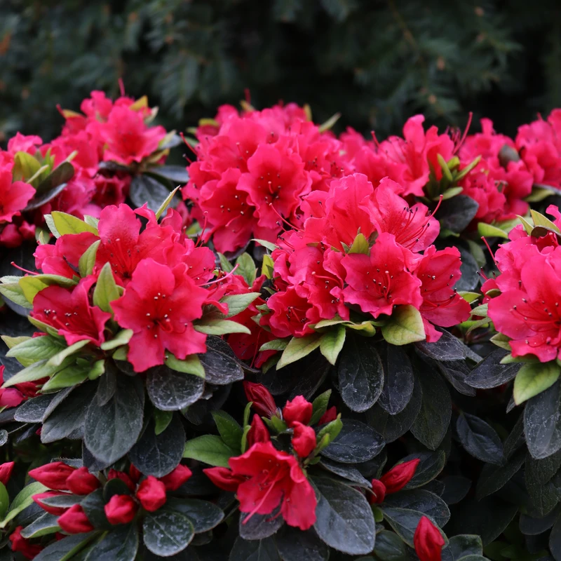 Perfecto Mundo® Red Reblooming Azalea 3 Perfecto Mundo® Red Reblooming Azalea