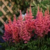 'Rise And Shine' Astilbe