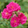 Oso Easy Peasy® Rose 2 Oso Easy Peasy® Rose -Garden Plants Store Rosa Oso Easy Pleasy 1 P