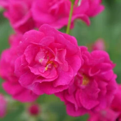 Oso Easy Peasy® Rose 10 Oso Easy Peasy® Rose -Garden Plants Store Rosa Oso Easy Pleasy 4 P