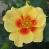 Ringo® Rose 2 Ringo® Rose -Garden Plants Store Rosa Ringo 1 P