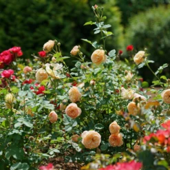 Flavorette™ Honey-Apricot Rose -Garden Plants Store RosaFlavoretteApricot HoneyDSC04297 1080x1080 3345916