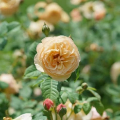 Flavorette™ Honey-Apricot Rose -Garden Plants Store RosaFlavoretteApricot HoneyDSC04303 1080x1080 06ba277