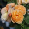 Flavorette™ Honey-Apricot Rose 2 Flavorette™ Honey-Apricot Rose -Garden Plants Store RosaFlavoretteApricot HoneyP1184615 1080x1080 472cfd6