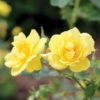 Oso Easy Lemon Zest® Rose 2 Oso Easy Lemon Zest® Rose -Garden Plants Store RosaOsoEasyLemonZest1