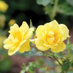 Oso Easy Lemon Zest® Rose