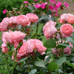 Reminiscent™ Coral Rose 8 Reminiscent™ Coral Rose -Garden Plants Store RosaReminiscentCoralP1071688 800x800 bf500d0